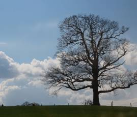  IMG_8532-Lonely Tree